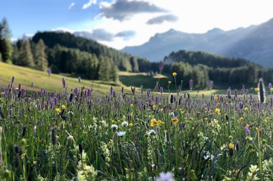 Blühende Alpenwiese im Fextal mit Bergpanorama und sommerlicher Natur im Engadin