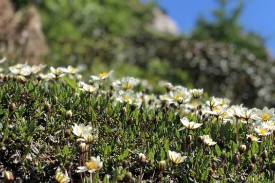 Blühende Alpenwiese im Fextal mit Bergpanorama und sommerlicher Natur im Engadin