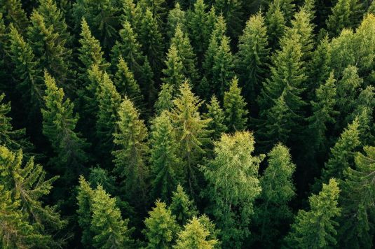 Dichter Bergwald im Engadin mit Nadelbäumen aus der Vogelperspektive
